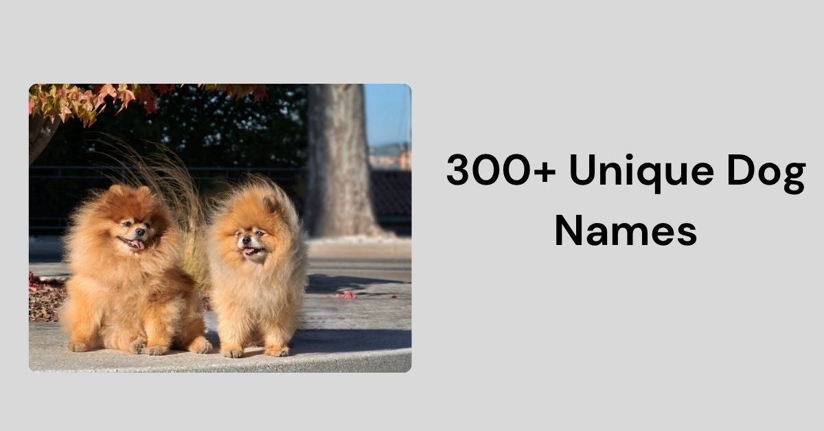 Two fluffy Pomeranian dogs with text Unique dog names